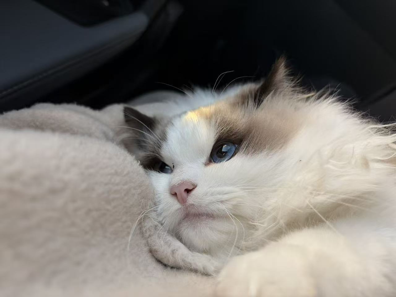 cat